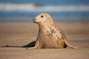 Cucciolo di Foca, Donna Nook, Gran Bretagna