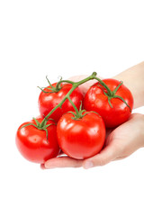 A branch of fresh tomatoes in hands on white background.