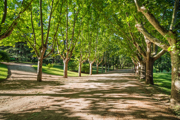 plane trees way of west park,madrid