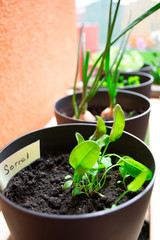 Plant pots with sorrel and herbs/planting/plant pots