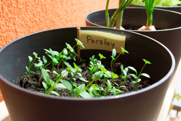Parsley in a pot.