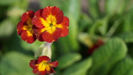 Obraz premium цветы