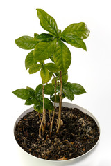 coffee tree grown at home