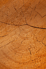 Fototapeta premium Close up cross section of tree trunk 