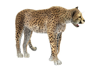 Cheetah