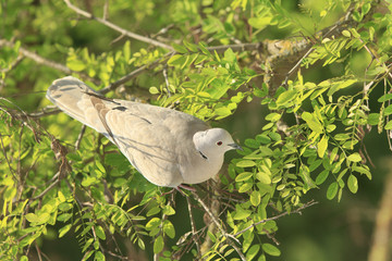 Dove among the branches