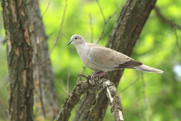 Dove on a dry branch
