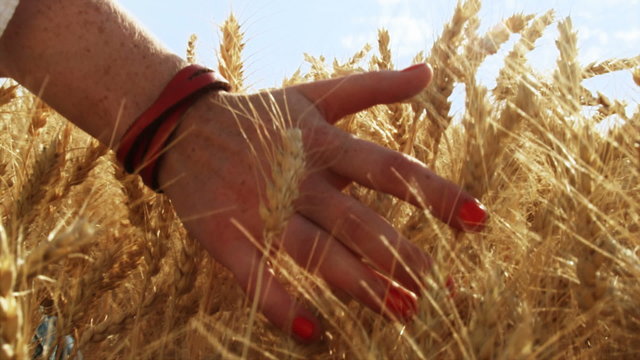Close up of a girls hand playing in a grassy field at dusk, the golden hour.
