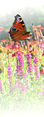 Butterfly on a meadow