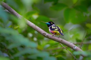 Black-and-yellow Broadbill 