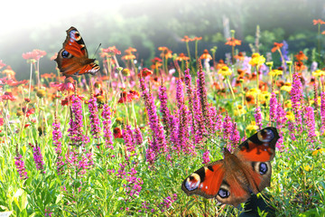 Butterfly on a meadow - obrazy, fototapety, plakaty