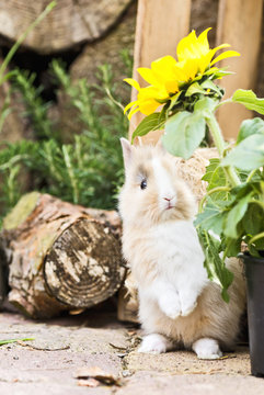 Kaninchen im Garten