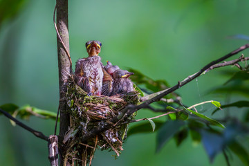 Close up of young Black-naped monarch  