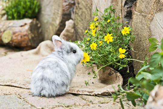 Kaninchen im Garten