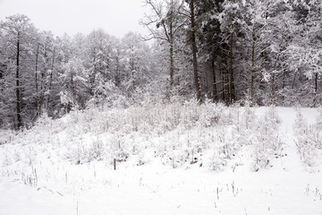 winter trees  