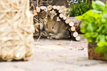 Kaninchen im Garten