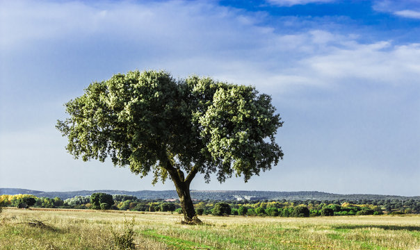 encina