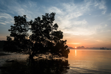 Obraz na płótnie Canvas Tree in Phang Nga Nationalpark at sunrise