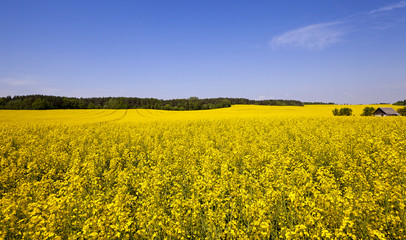 Obraz premium blooming rape 