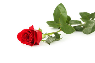 Red rose on white background