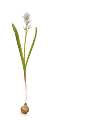 delicate spring flower Puschkinia niatsintnoides