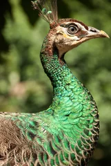 Crédence de cuisine en verre imprimé Paon Peacock Portrait - A beautiful peacock with colorful feathers