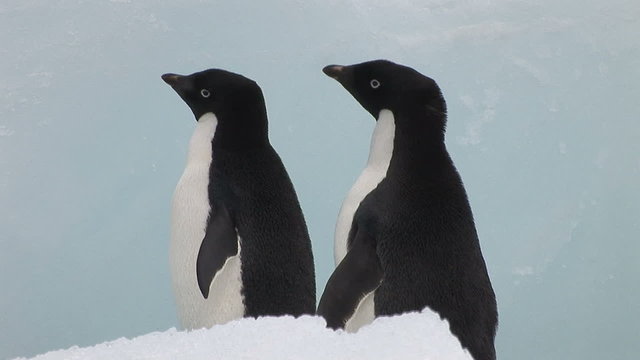 Two Adelie Penguins on an iceberg in Antarctica