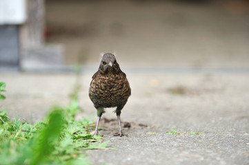 Amsel Jungvogel