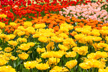 bright colorful flowers tulips for background, posters, cards