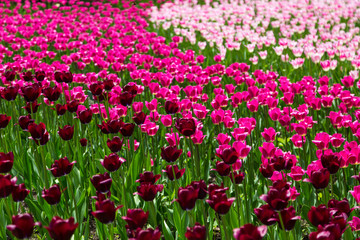Obraz premium bright colorful flowers tulips for background, posters, cards