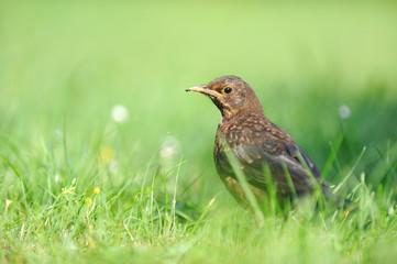 Amsel Jungvogel