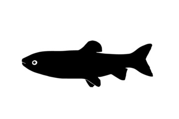 Silhouette of the fish amur