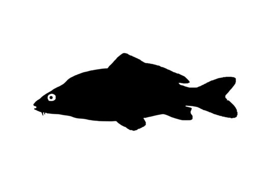 Silhouette of the fish Carp