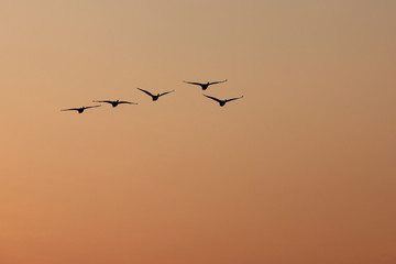 Obraz premium Silhouette von fünf fliegenden Schwänen bei Sonnenaufgang