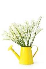 Lily of the Valley in watering can on white background