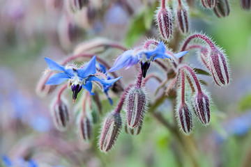 Borretsch / Gurkenkraut (Borago officinalis)