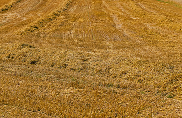 field with straw  