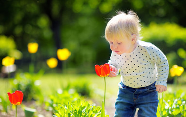 Toddler boy smelling red tulip
