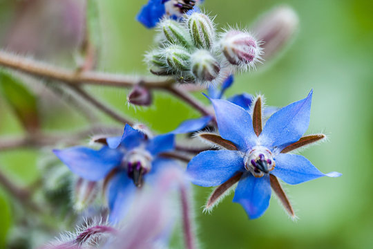 Fototapeta Borretsch / Gurkenkraut (Borago officinalis)