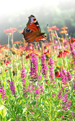 Butterfly on a meadow © 7monarda