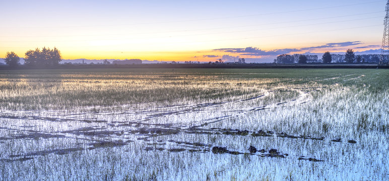 Sunrise on a paddy field, springtime. Color image
