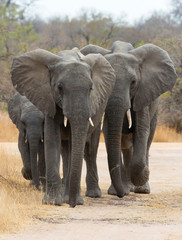 Fototapeta na wymiar African Elephants Walking