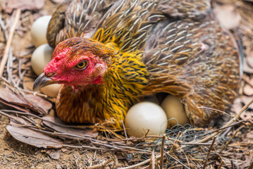 The hens are hatching several eggs to wait for the eggs to hatch into chicks.