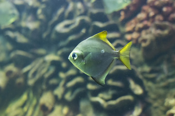 Exotic fish