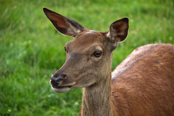 Junge Rehe im Wald.