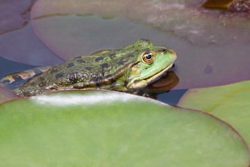 Frosch im Teich mit Seerosenblättern