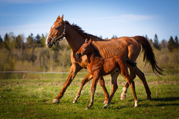 red foal