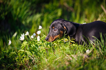 dachshund puppy