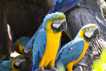Yellow and blue macaw, colorful bird
