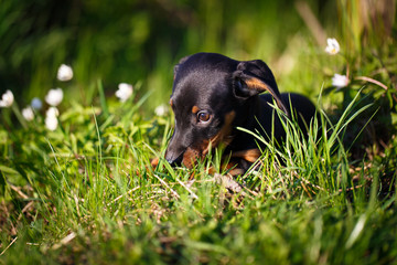 dachshund puppy